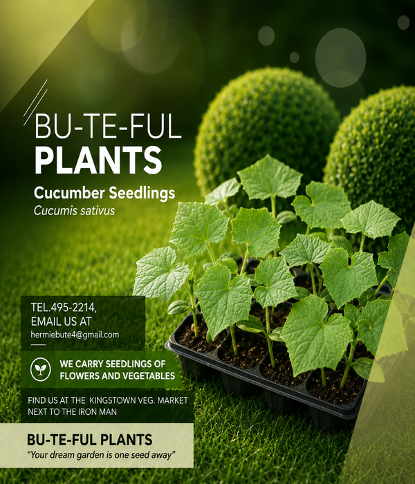 Cucumber Seedlings