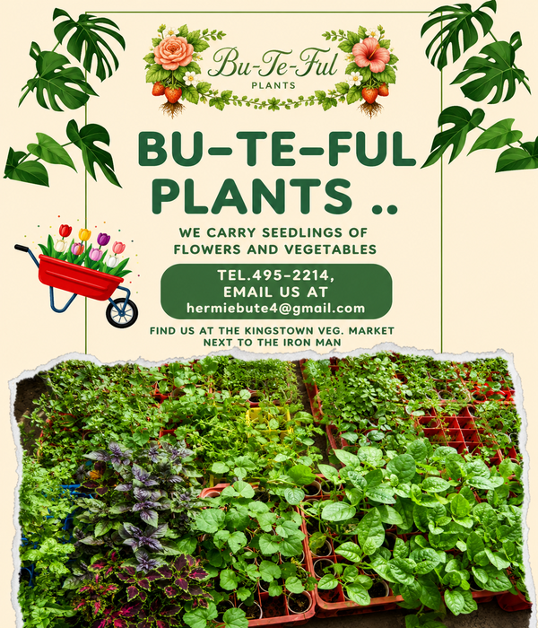 BU-TE-FUL Plants Collection 3