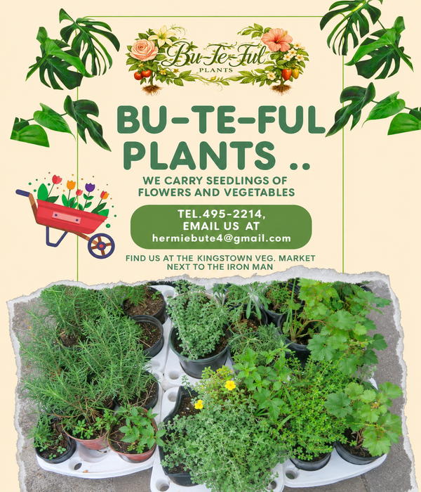 BU-TE-FUL Plants Collection